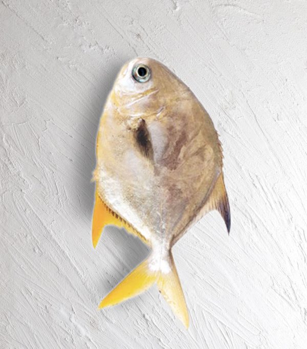 پرستو ماهی