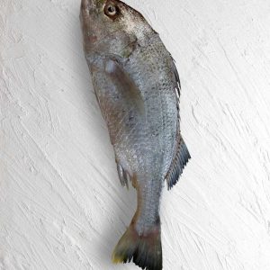 خرید ماهی سنگسر طلایی