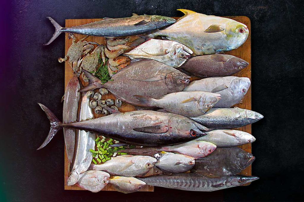 خرید ماهی جنوب و انواع ماهی جنوب