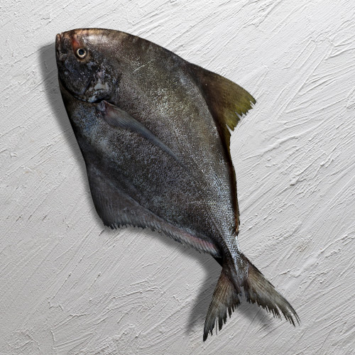 ماهی حلوا سیاه تازه خلیج فارس