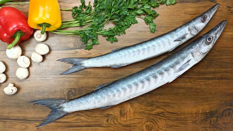 تفاوت ماهی دوولمی یا باراکودا با ماهی شیر