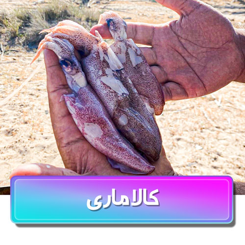 معرفی ماهی کالاماری