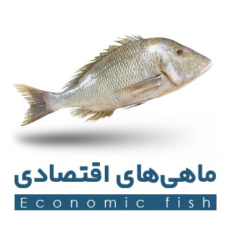 ماهی ازان